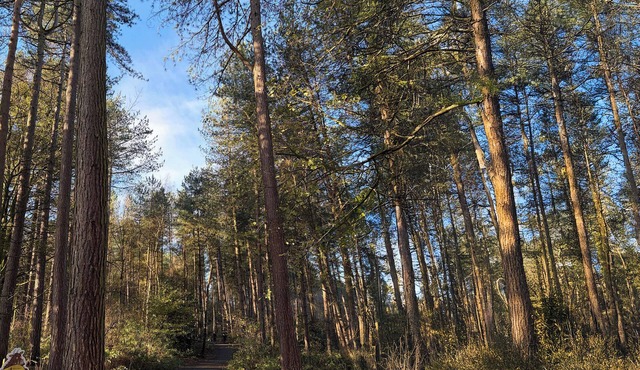 CEDAR LODGE 2 BEDROOMS WITH HOT TUB, pet friendly in Delamere in Northwich