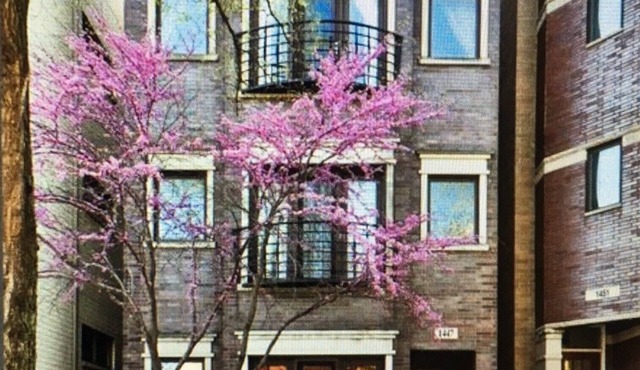 Spacious 3/2 Duplex In Wicker Park Area in Chicago