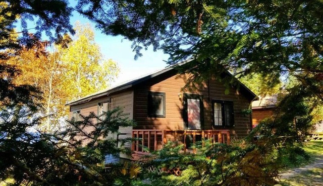 The Shimmering Aspen in Deer River