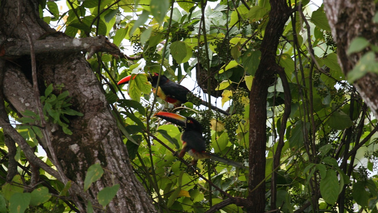Photo of Outdoor in Valle Pura Vida