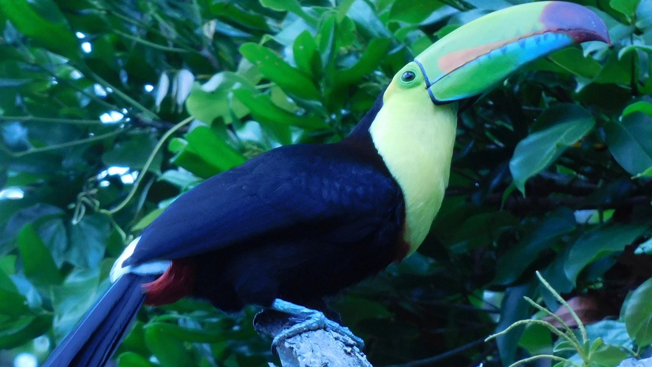 Photo of Others in Monteverde