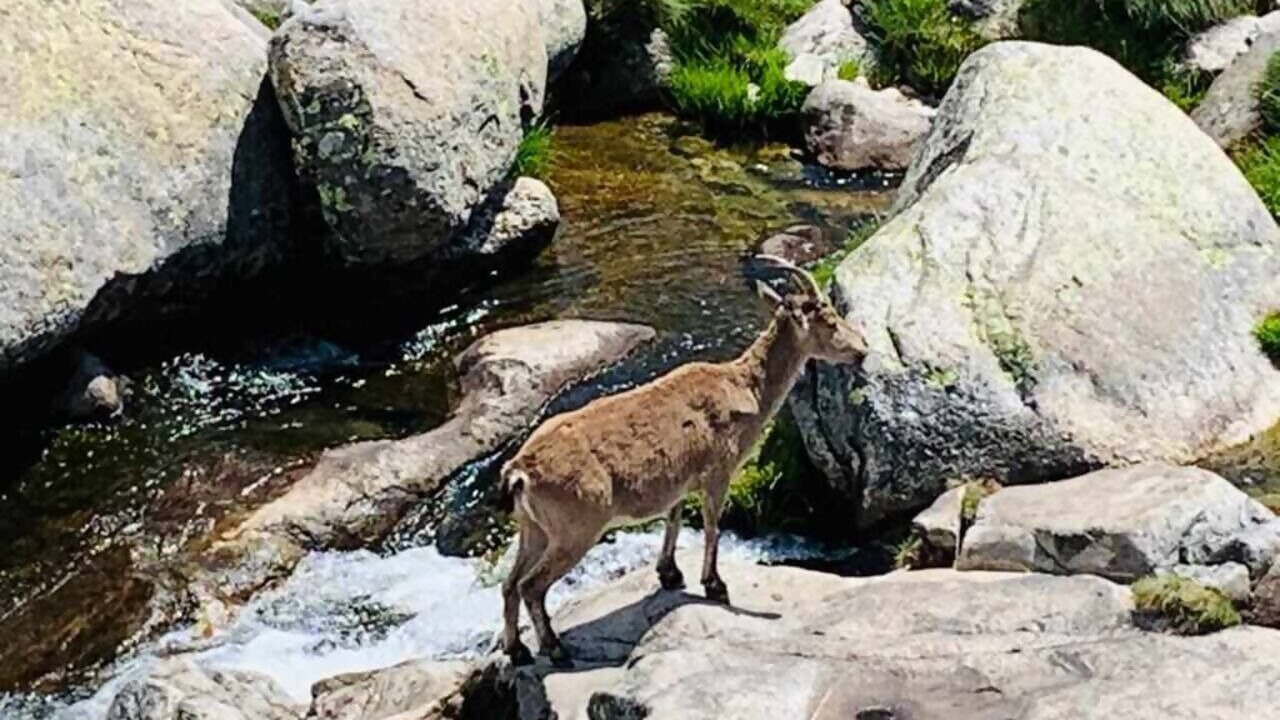 Photo of Others in Navarredonda de Gredos